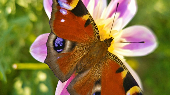 butterfly alumni nature